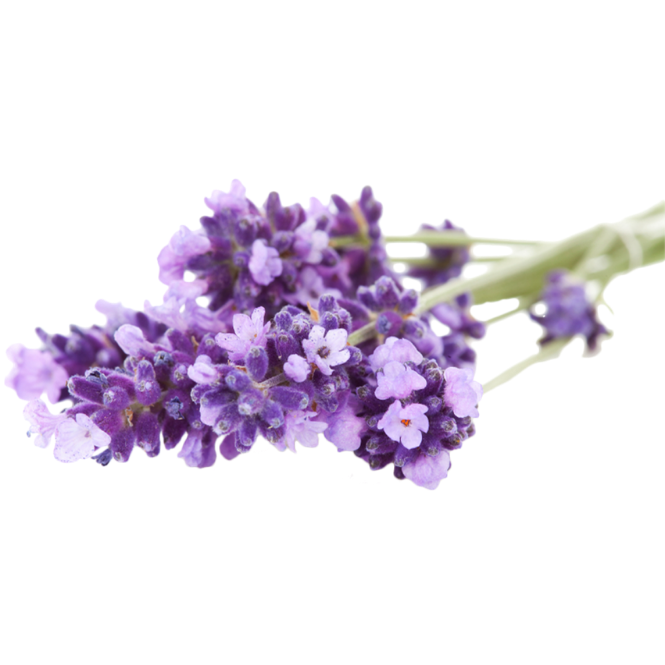 lavender plant as a gift Lavender Grow Kit | Flower Gift | Wooden Planter Box