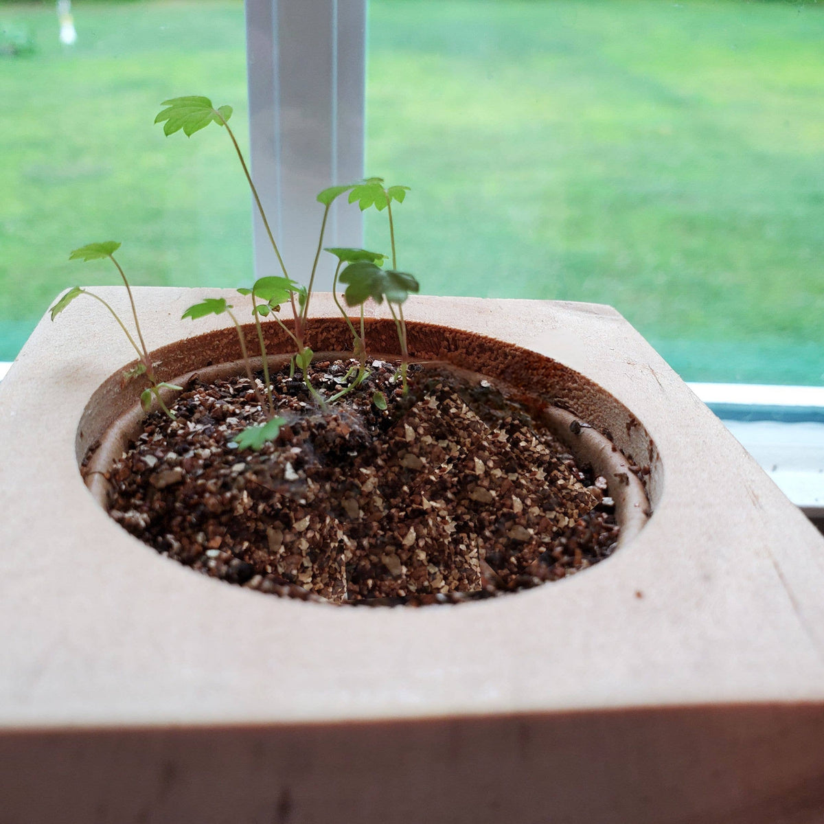 Strawberry Grow Kit | Wooden Planter Box | Fruit Gardening