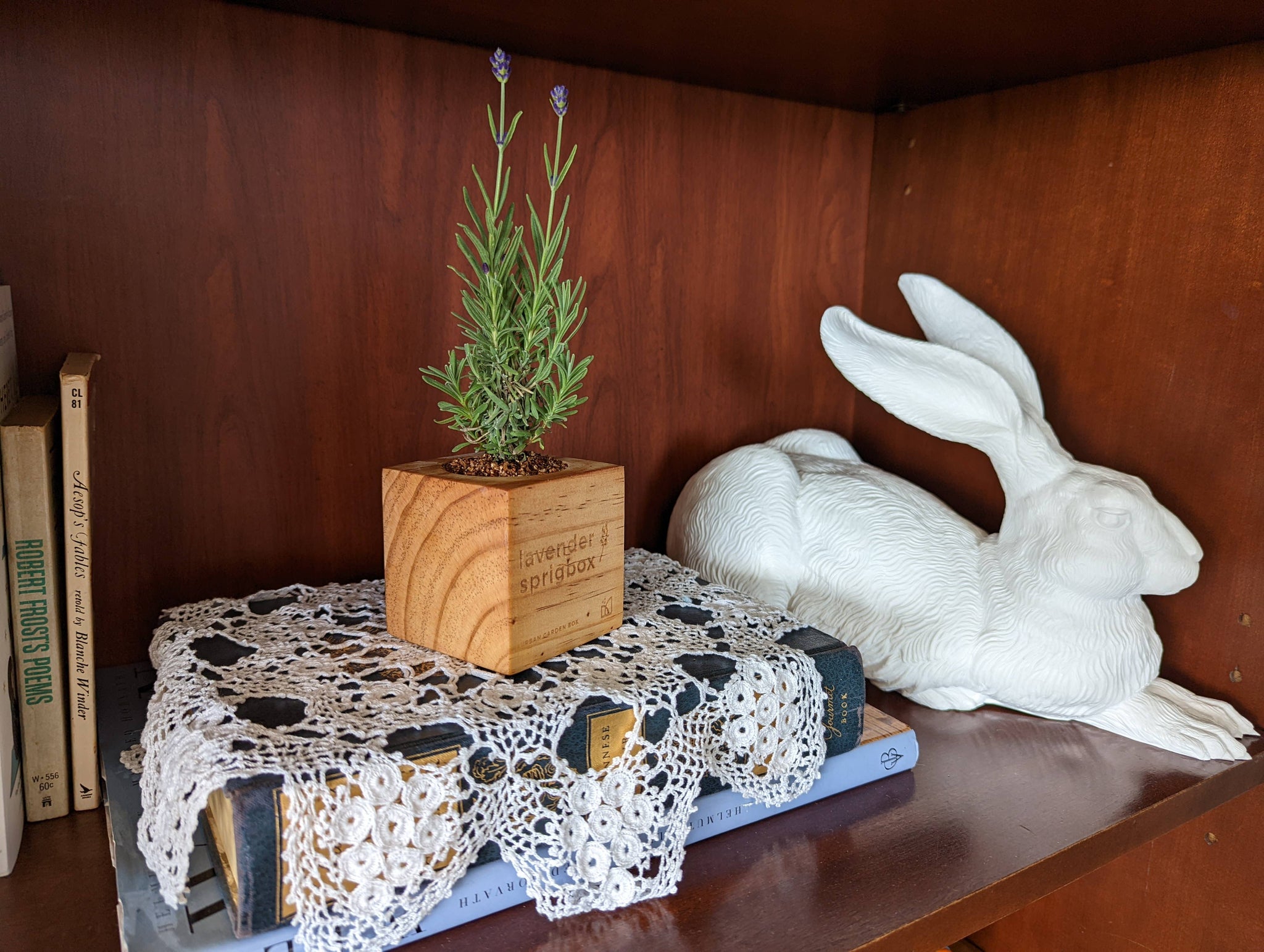 box lavender plant Lavender Grow Kit | Flower Gift | Wooden Planter Box
